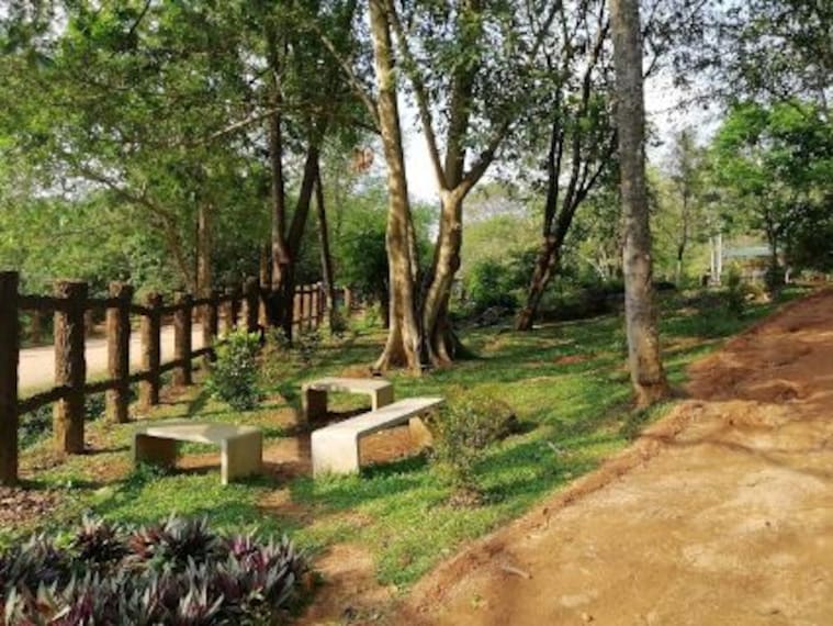 Pinnawala Elephant Orphanage-5